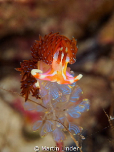 Horned Nudibranch near the Wakatovi islands, Indonesia. S... by Martin Linder 